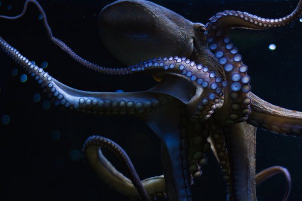 Kraken зеркало krakens13 at