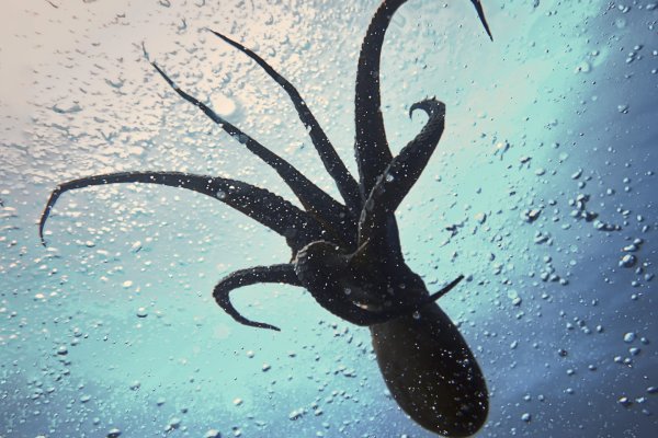 Kraken 4 ссылка