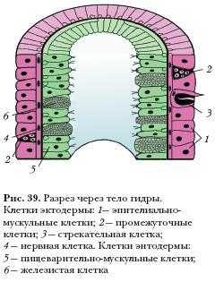 Kraken 8 at сайт