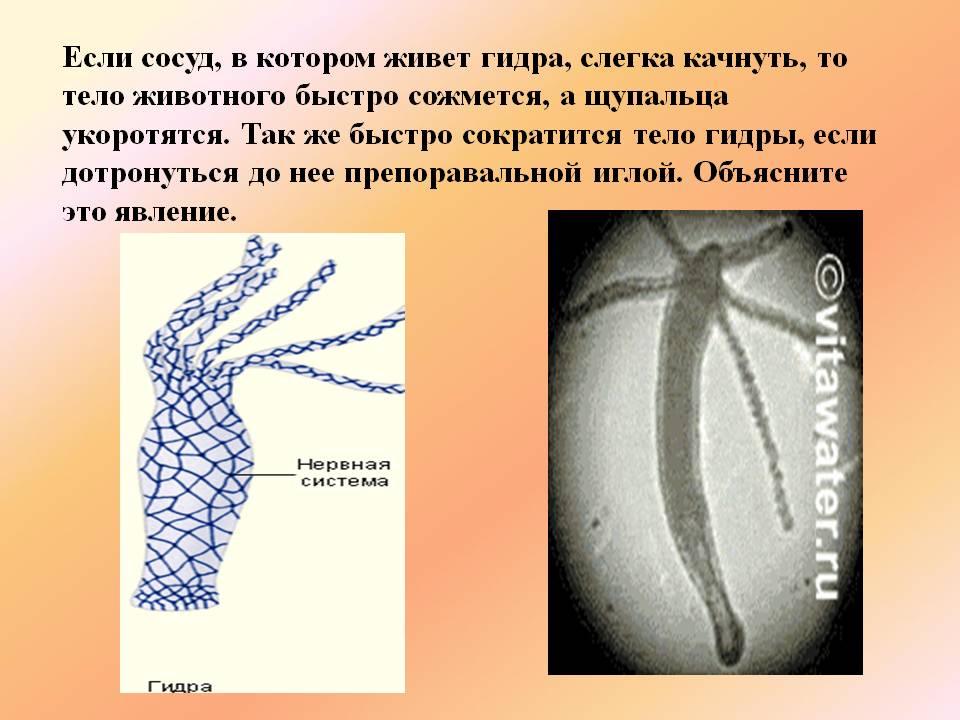 Kraken ссылка на сайт тор