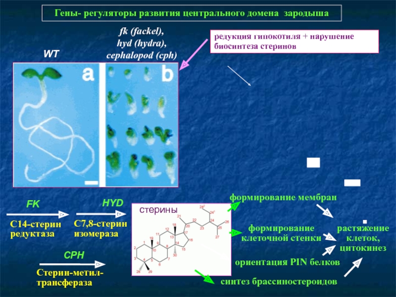 Кракен 05